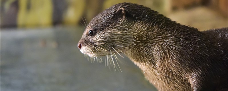 Do otters attack people? Are they aggressive?