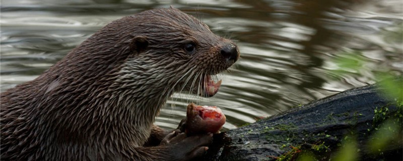 Can otters be pets? Can they be domesticated?