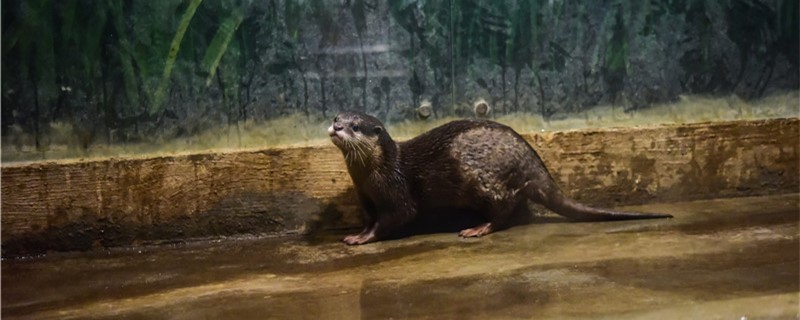 Are otters carnivores? How long can they live?
