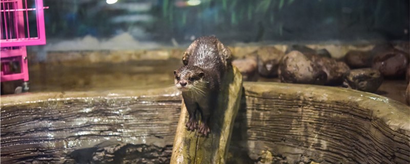 Do otters get close to people, and why?