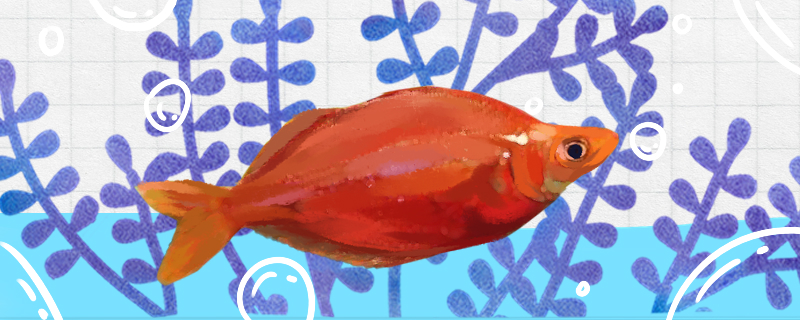 红苹果鱼怎么养，好养吗