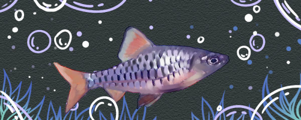 Is Princess Lantern Fish easy to raise? How? - Better For Fish