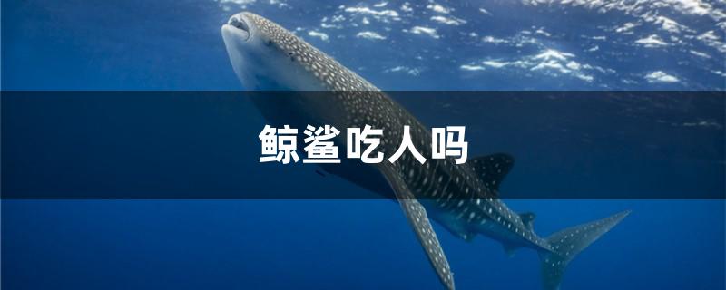 鲸鲨吃人吗