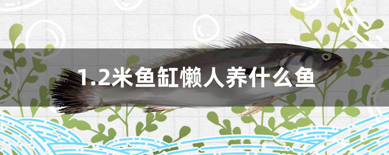 1.2米魚缸懶人養(yǎng)什么魚 蘇虎