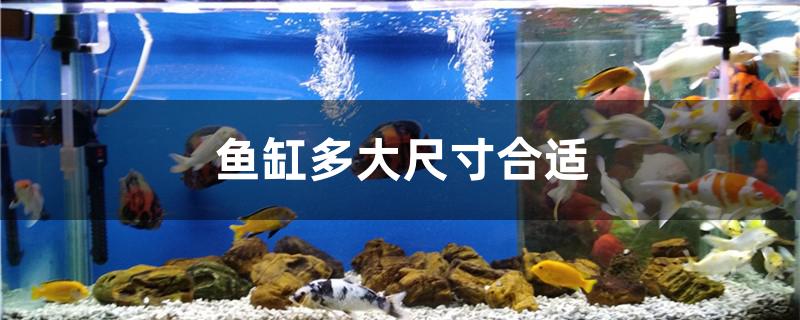 魚缸多大尺寸合適 B級(jí)過(guò)背金龍魚