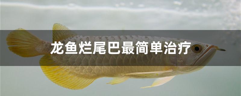 龍魚爛尾巴最簡單治療方法是什么