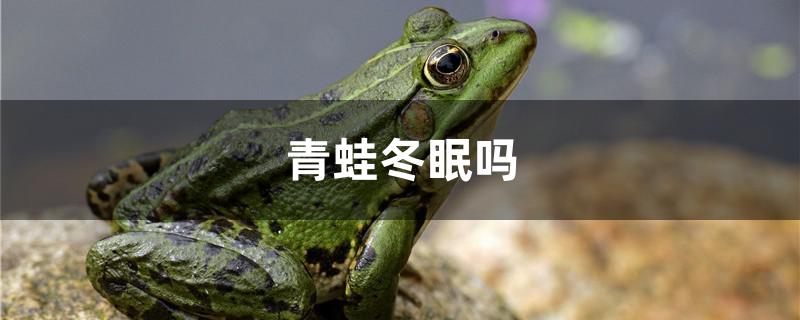 青蛙冬眠吗 帝王迷宫