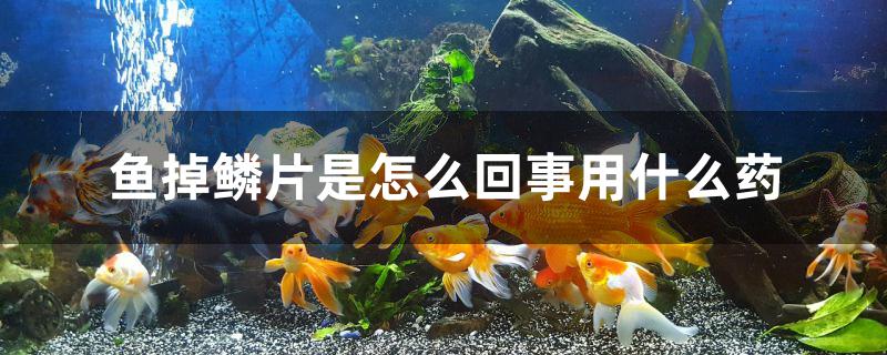 鱼掉鳞片是怎么回事用什么药 杀菌消毒设备