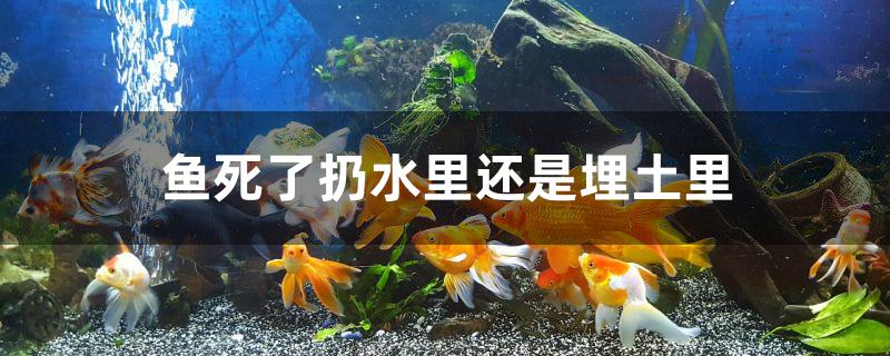 魚死了扔水里還是埋土里 斑馬鴨嘴魚苗