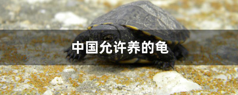 中國(guó)允許養(yǎng)的龜有哪些 水族周邊