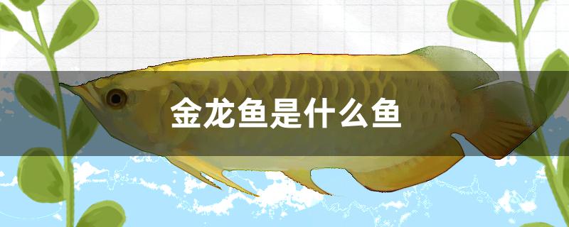 金龙鱼是什么鱼