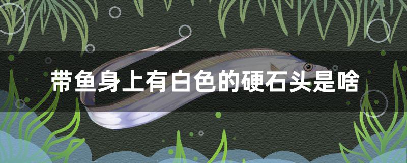 带鱼身上有白色的硬石头是啥