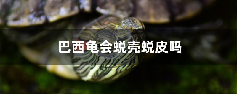 巴西龟会蜕壳蜕皮吗