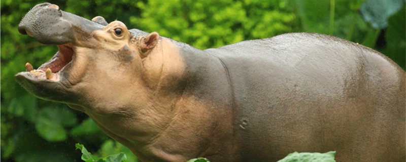 Does the hippopotamus eat meat or vegetarian? What kind of food does it eat?
