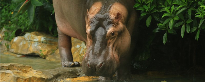 Where do hippos live? Can they live in the water?