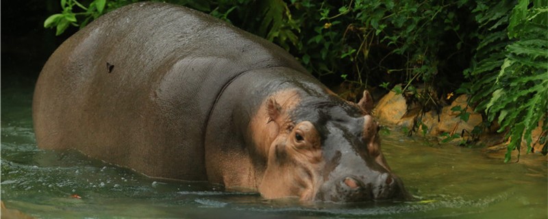 Hippos live in water or on land. How long can they dive?