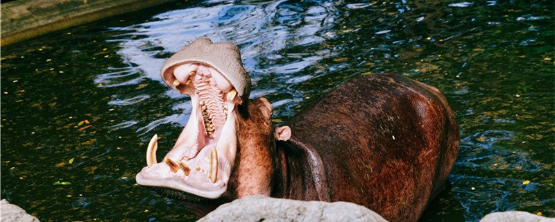 Is the hippopotamus a mammal? How big can it grow?