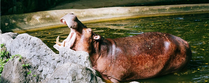 Is Hippopotamus a land animal or an aquatic animal? Where does it live?