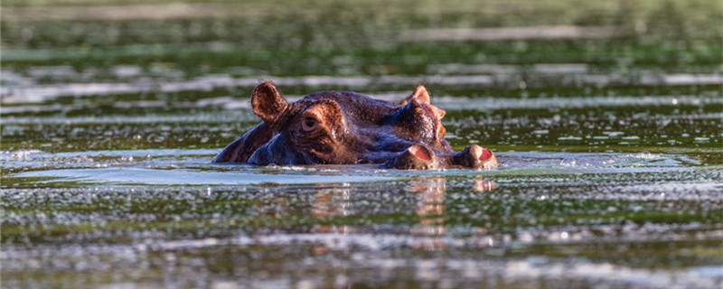 Are hippos herbivores or carnivores? What do they eat?