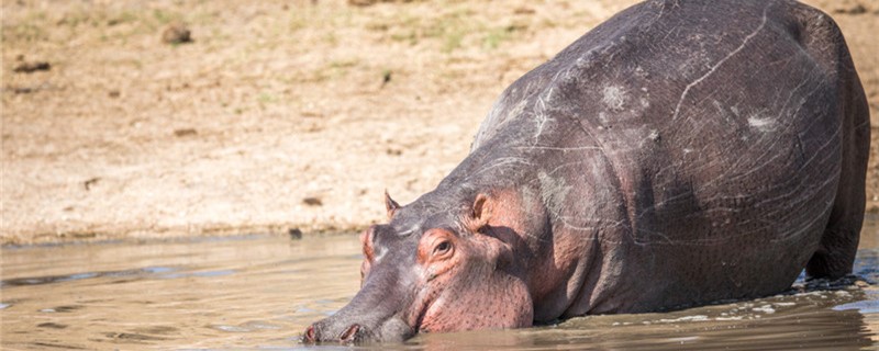 Can a hippopotamus stay in the water for a long time? Why?