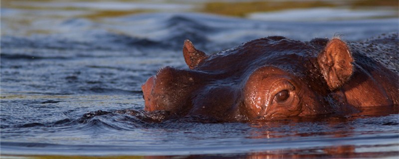 Can a hippopotamus sleep in the water? Why?