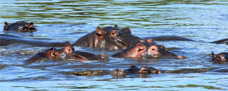 Do hippos like to swim? Why do they like to swim?