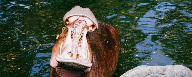Hippopotamus has a few teeth, what effect does the tooth have?