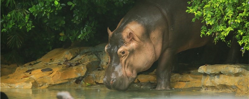 Does a hippopotamus have horns? Hair?