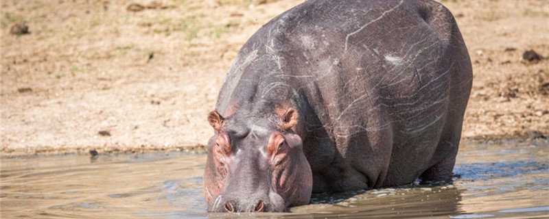 How and where do hippos sleep?