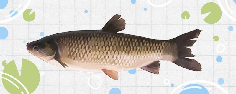 Black carp and grass carp are a kind of fish, what is the difference?