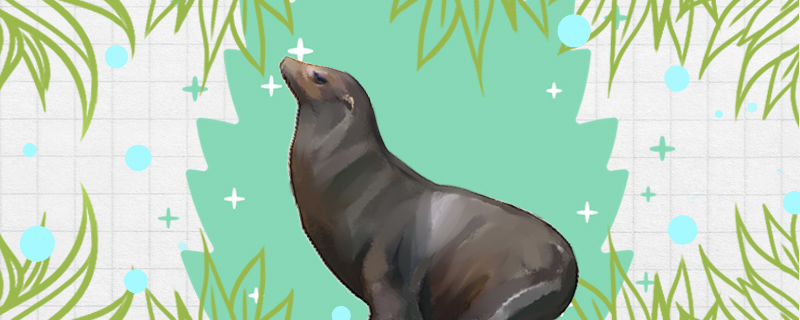 Is a fur seal the same as a seal? What's the difference?