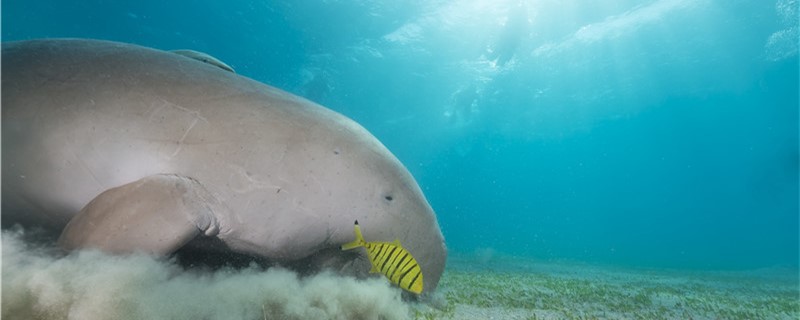 Are dugongs manatees? What's the difference between a dugong and a manatee?