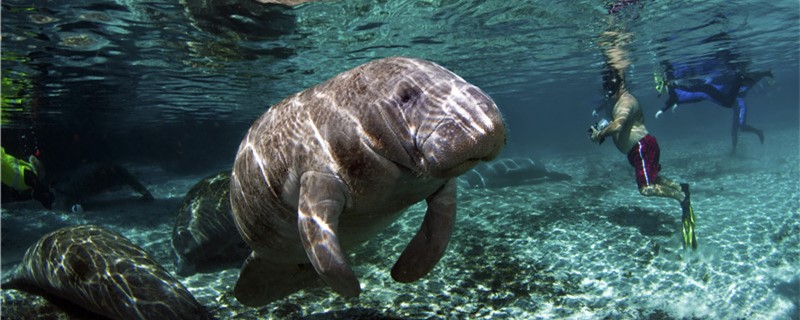 Where do manatees live, in fresh or salt water?