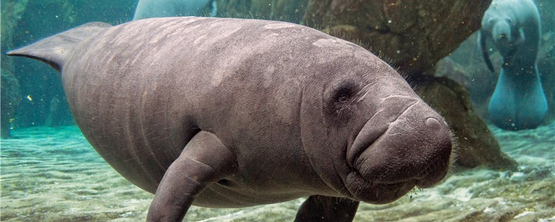 Are manatees mammals, and how big can they grow?