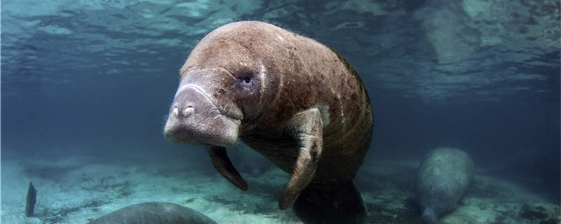 What is a manatee and how long does it live?