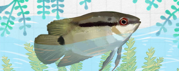 画眉鲷好养吗,怎么养