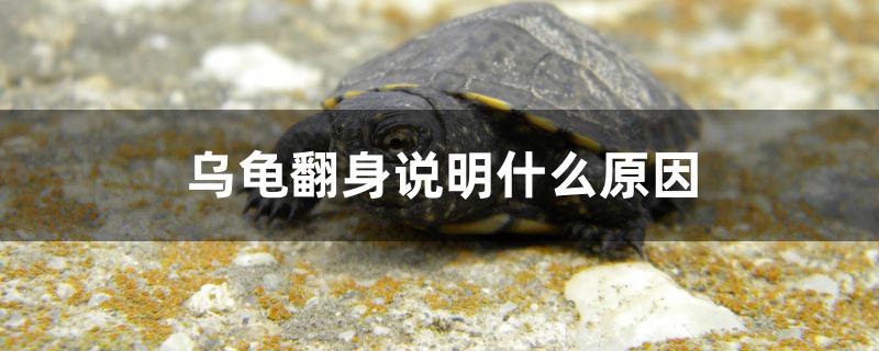 乌龟翻身说明什么原因 广州水族器材滤材批发市场