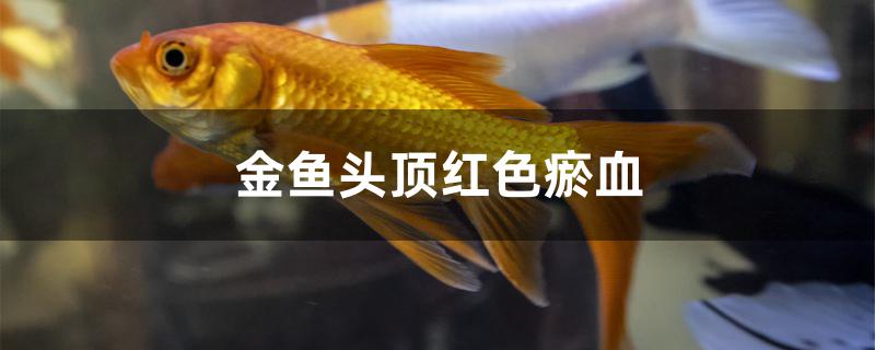 金魚(yú)頭頂紅色瘀血怎么辦