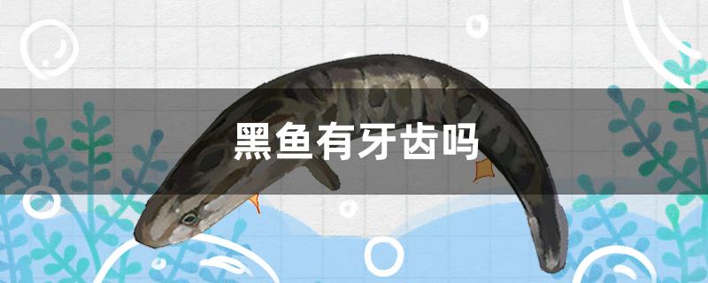 黑鱼有牙齿吗