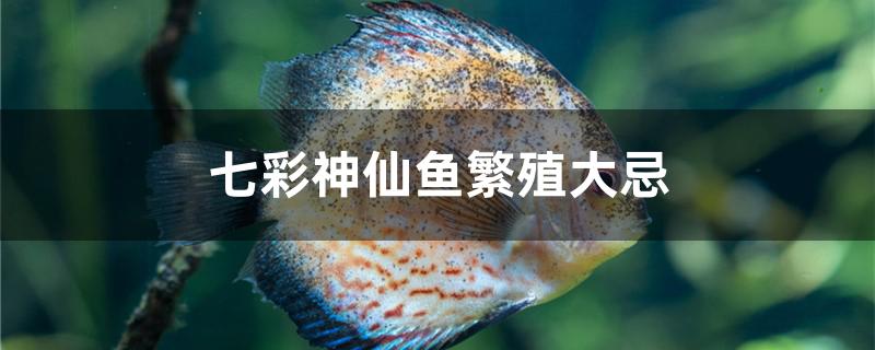 七彩神仙鱼繁殖有哪些大忌