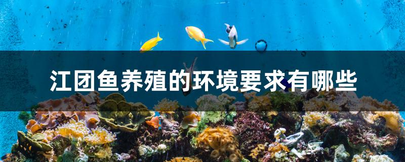 江团鱼养殖的环境要求有哪些 朱巴利鱼