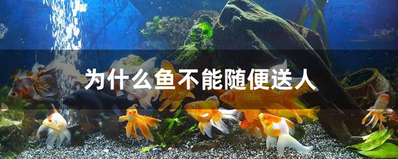 為什么魚不能隨便送人 一眉道人魚