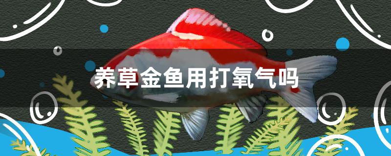 養(yǎng)草金魚用打氧氣嗎 羽毛刀魚苗