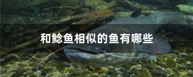 和鲶鱼相似的鱼有哪些