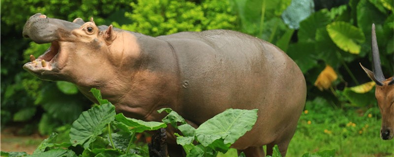 Can a hippo be kept? Why not?