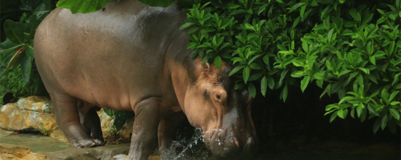 Can hippos breathe and sleep in water?