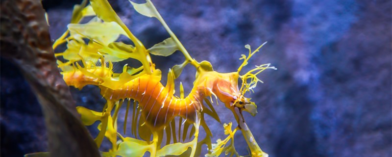 Seahorse and sea dragon is a kind of animal, what is the difference?
