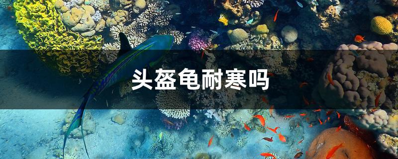 头盔龟耐寒吗