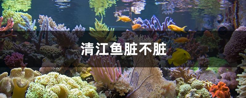 清江鱼脏不脏 泰庞海莲鱼