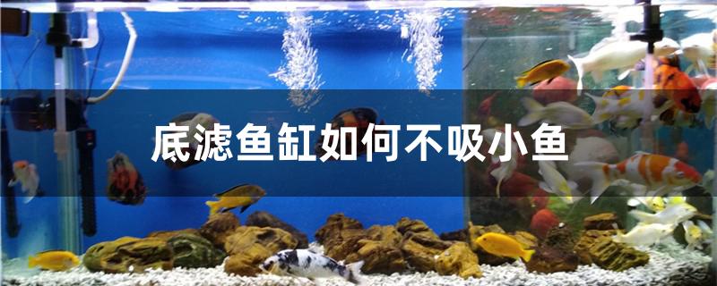 底濾魚缸如何不吸小魚 廣州觀賞魚魚苗批發(fā)市場(chǎng)